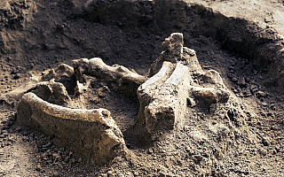 Przy budowie drogi odnaleziono ludzkie szczątki. Na miejscu pracują archeolodzy